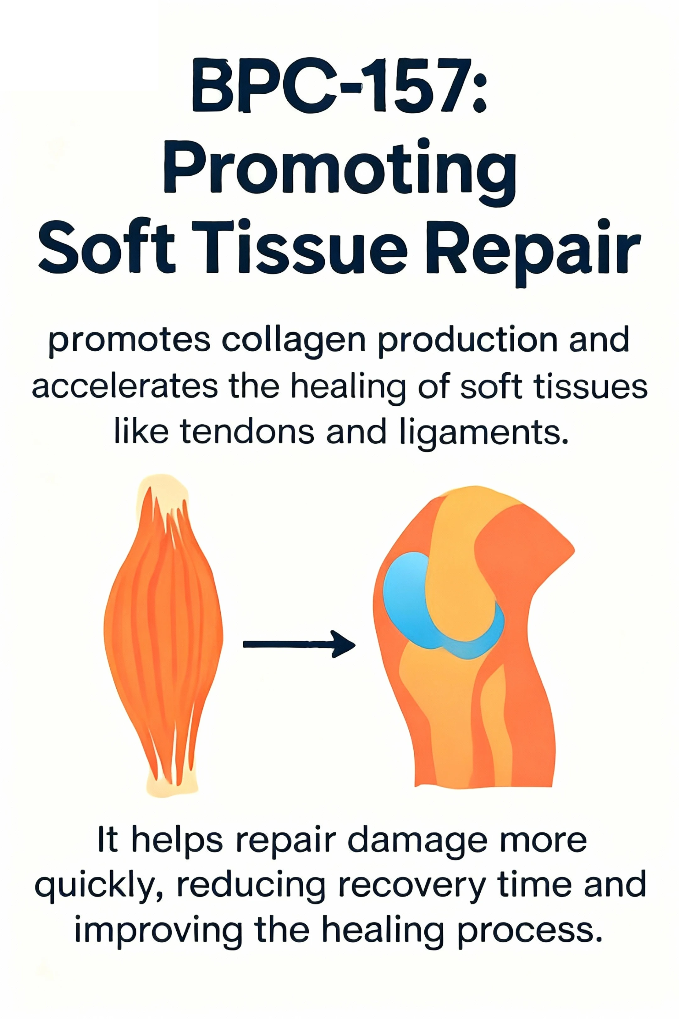 Muscle and knee illustrations in an archived BPC-157 soft-tissue repair infographic.