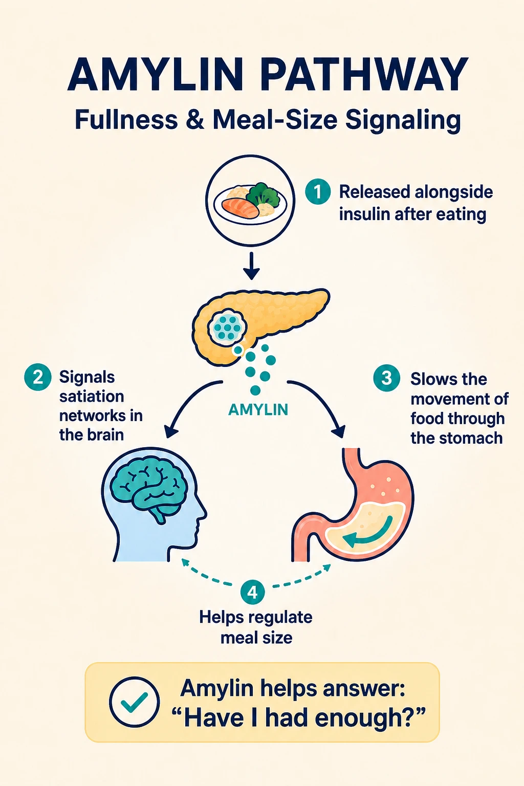 Amylin pathway diagram linking a meal, pancreas, brain and stomach to meal-size signaling.