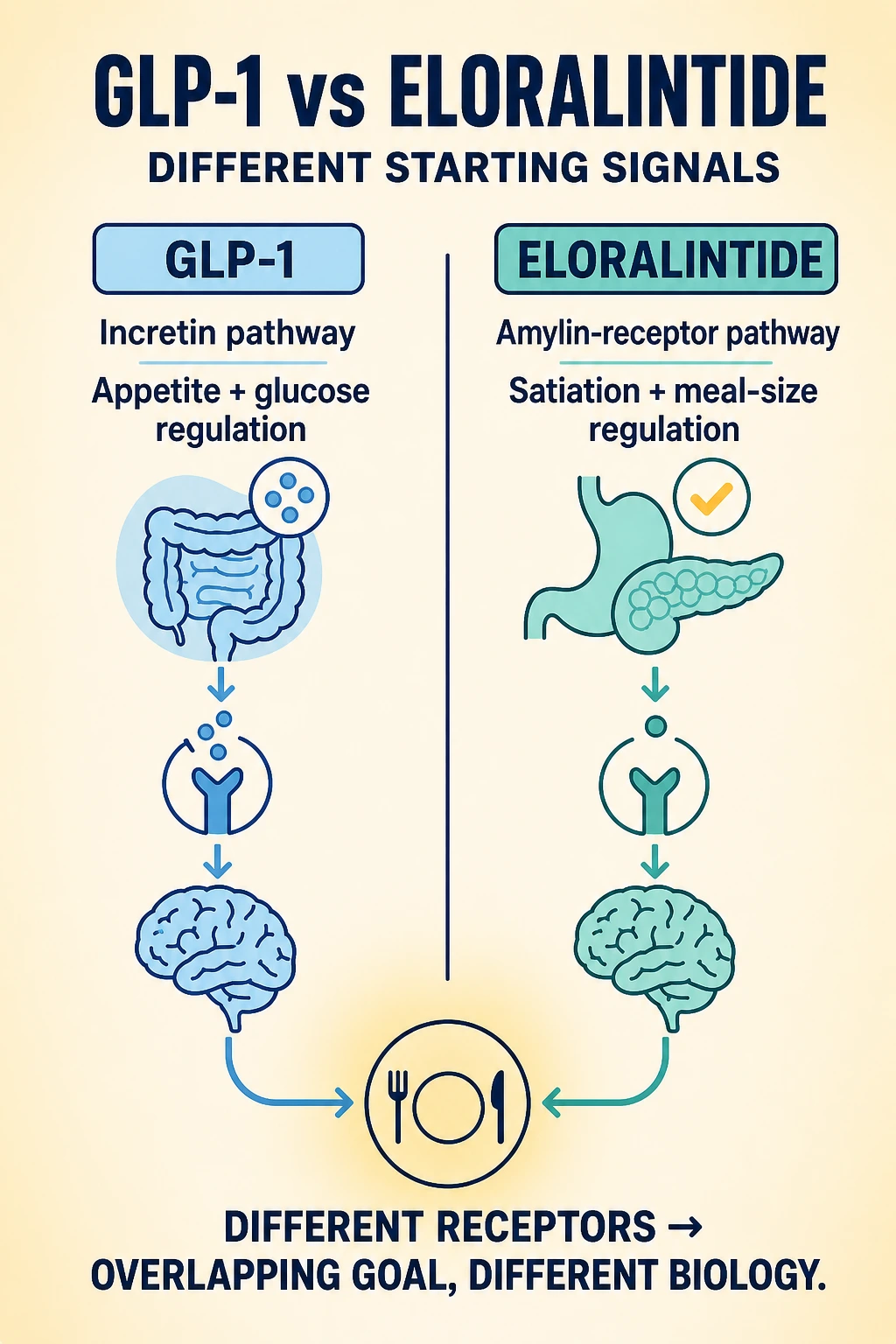 GLP-1 and Eloralintide pathways compared through receptor, organ and brain diagrams.