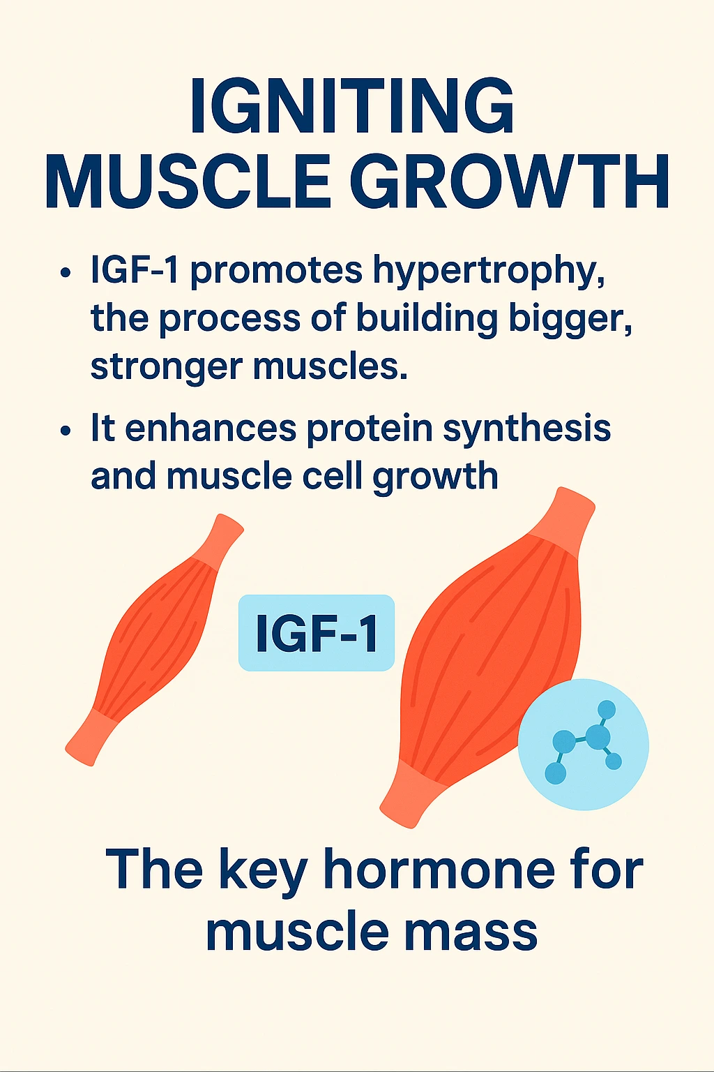 Two muscle illustrations surrounding an IGF-1 label in an archived growth-signaling graphic.