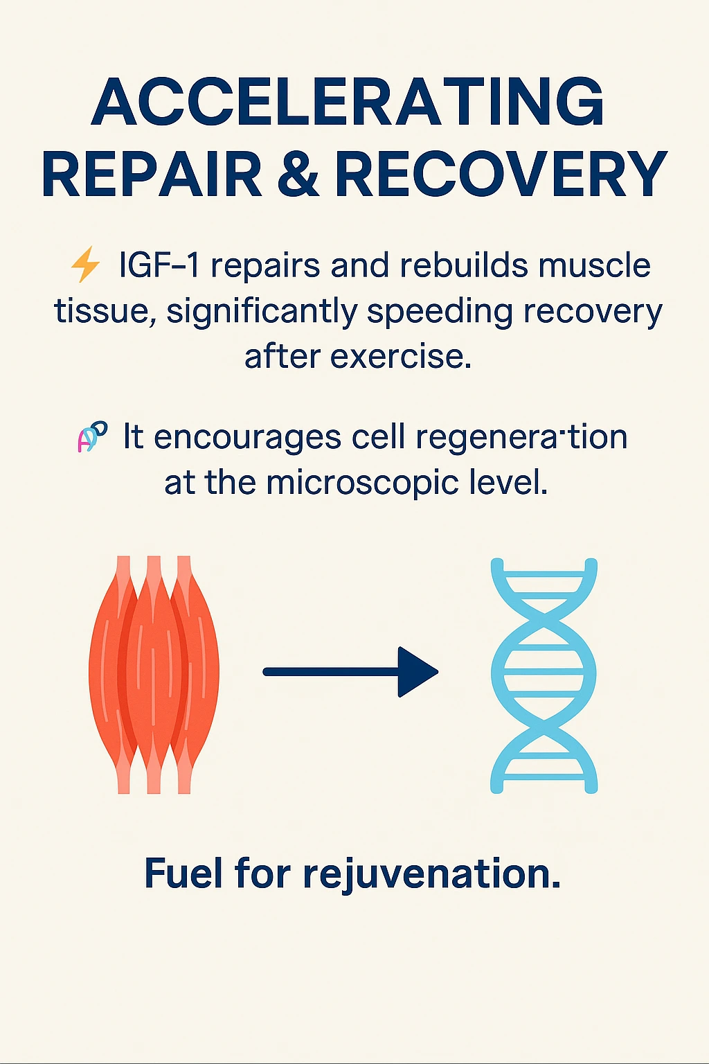 Muscle and DNA illustrations used in the original IGF-1 repair-and-recovery story.