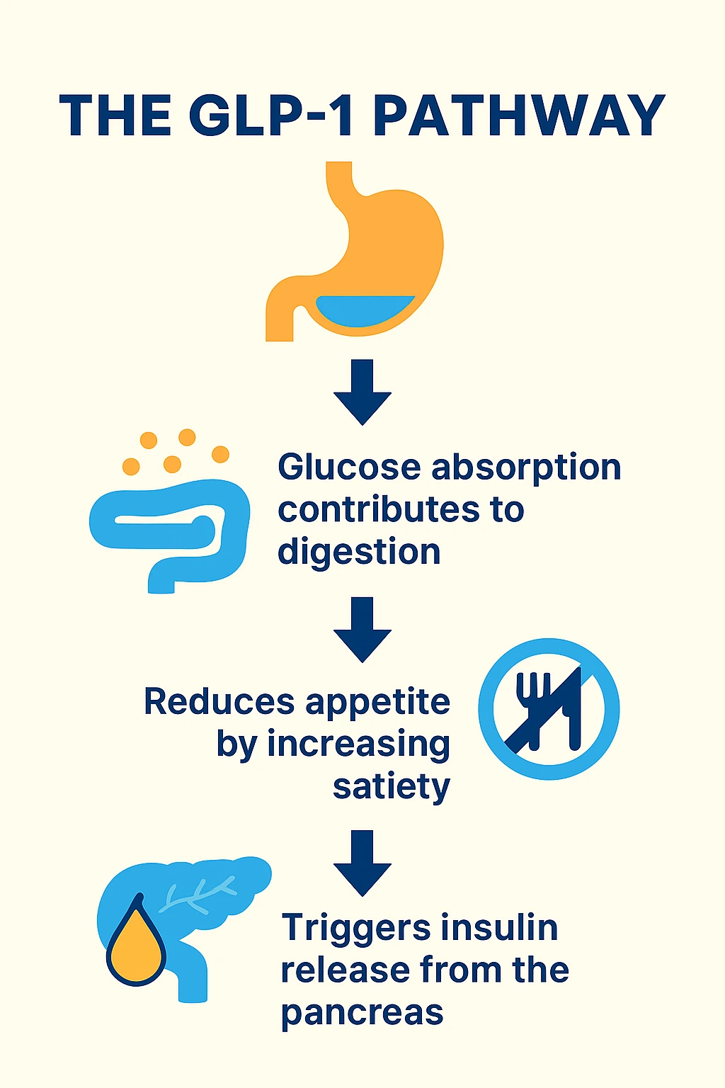 Stomach, intestine and pancreas icons in the archived Mazdutide GLP-1 pathway diagram.