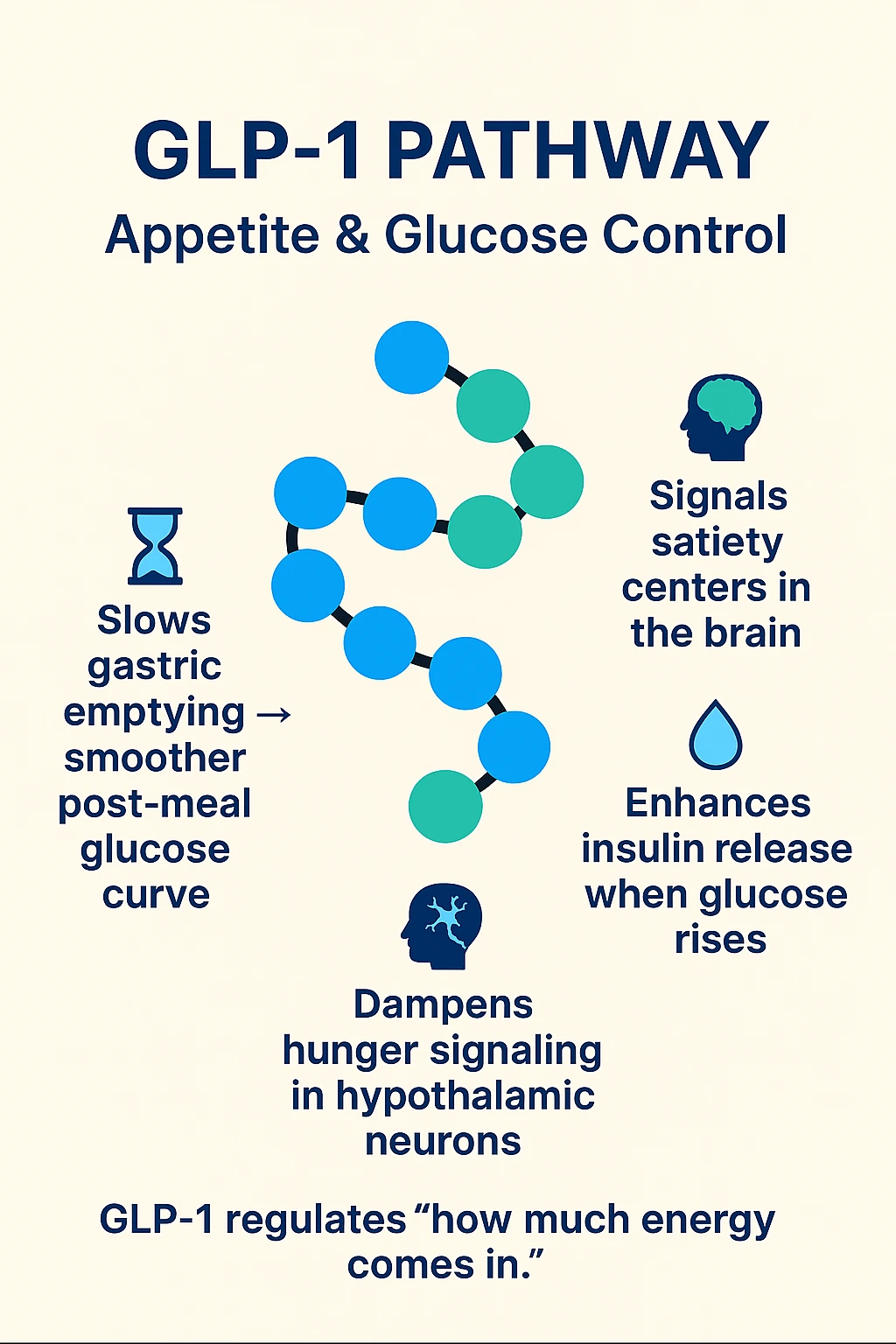 Retatrutide series illustration of GLP-1 signaling with stomach, brain and pancreas icons.