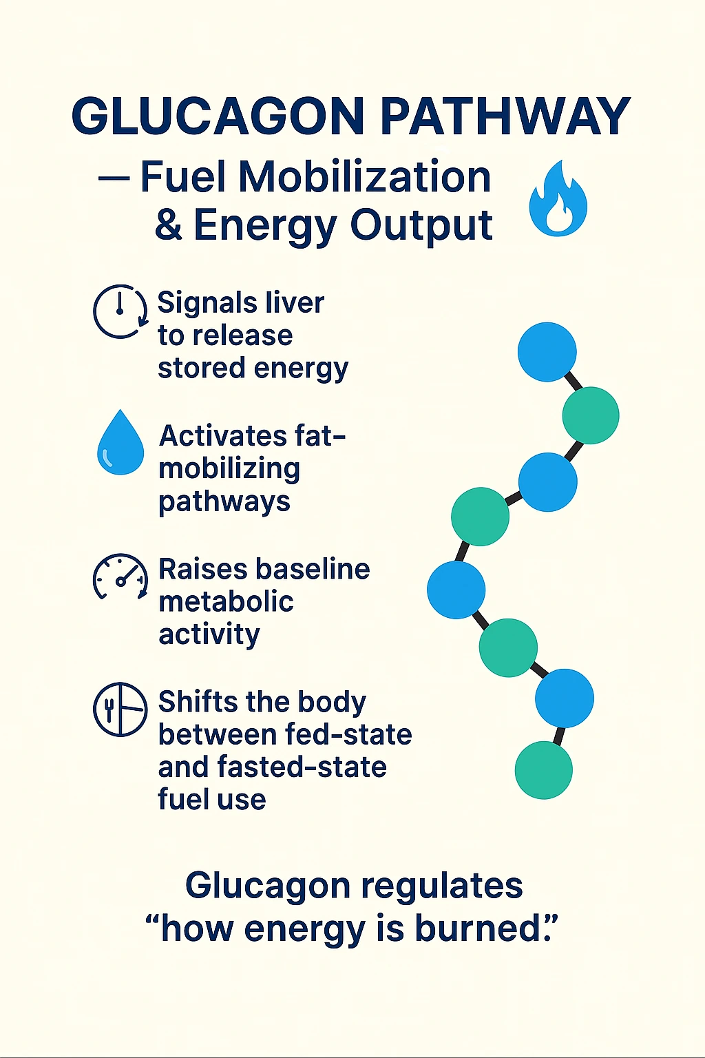 Retatrutide series illustration of glucagon signaling and stored-energy mobilization.