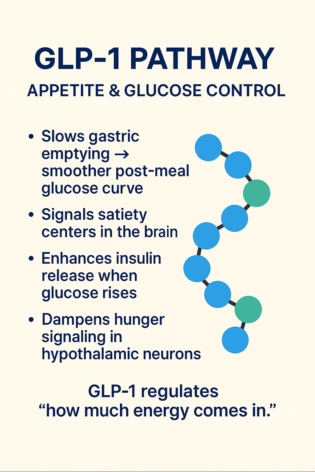 GLP-1 pathway follow-up graphic with a peptide chain and appetite-and-glucose signaling notes.