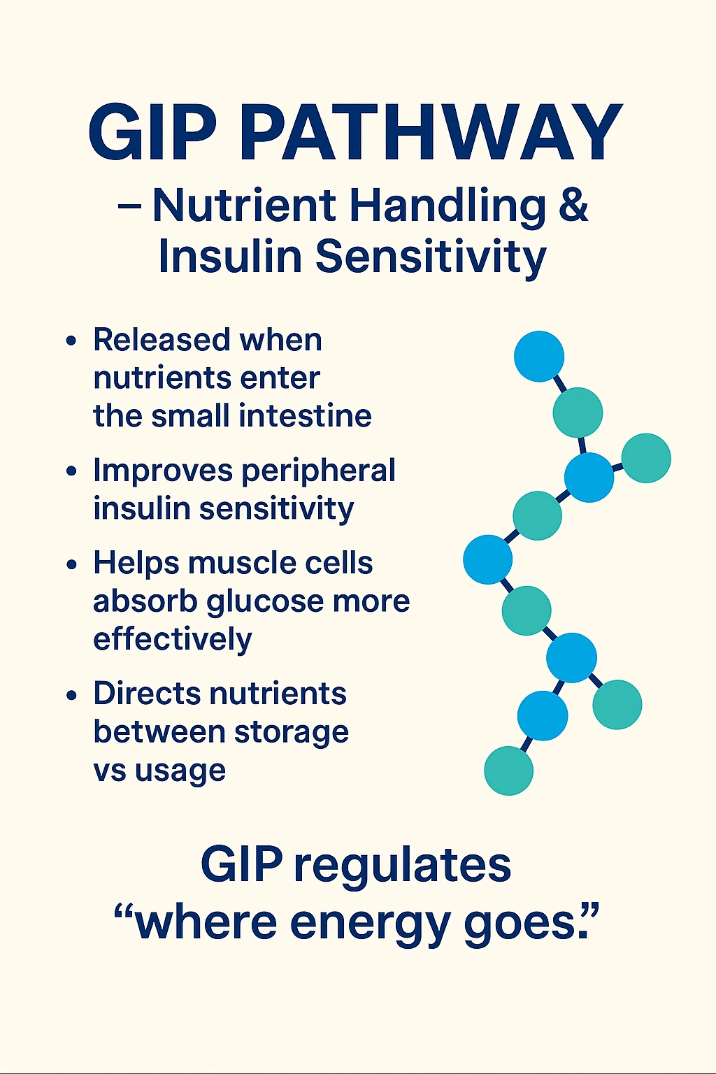 GIP pathway graphic describing nutrient handling beside a stylized peptide chain.
