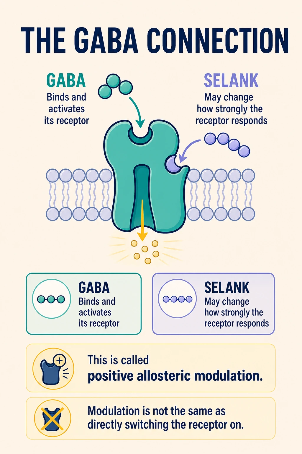 GABA receptor diagram distinguishing receptor activation from proposed Selank modulation.