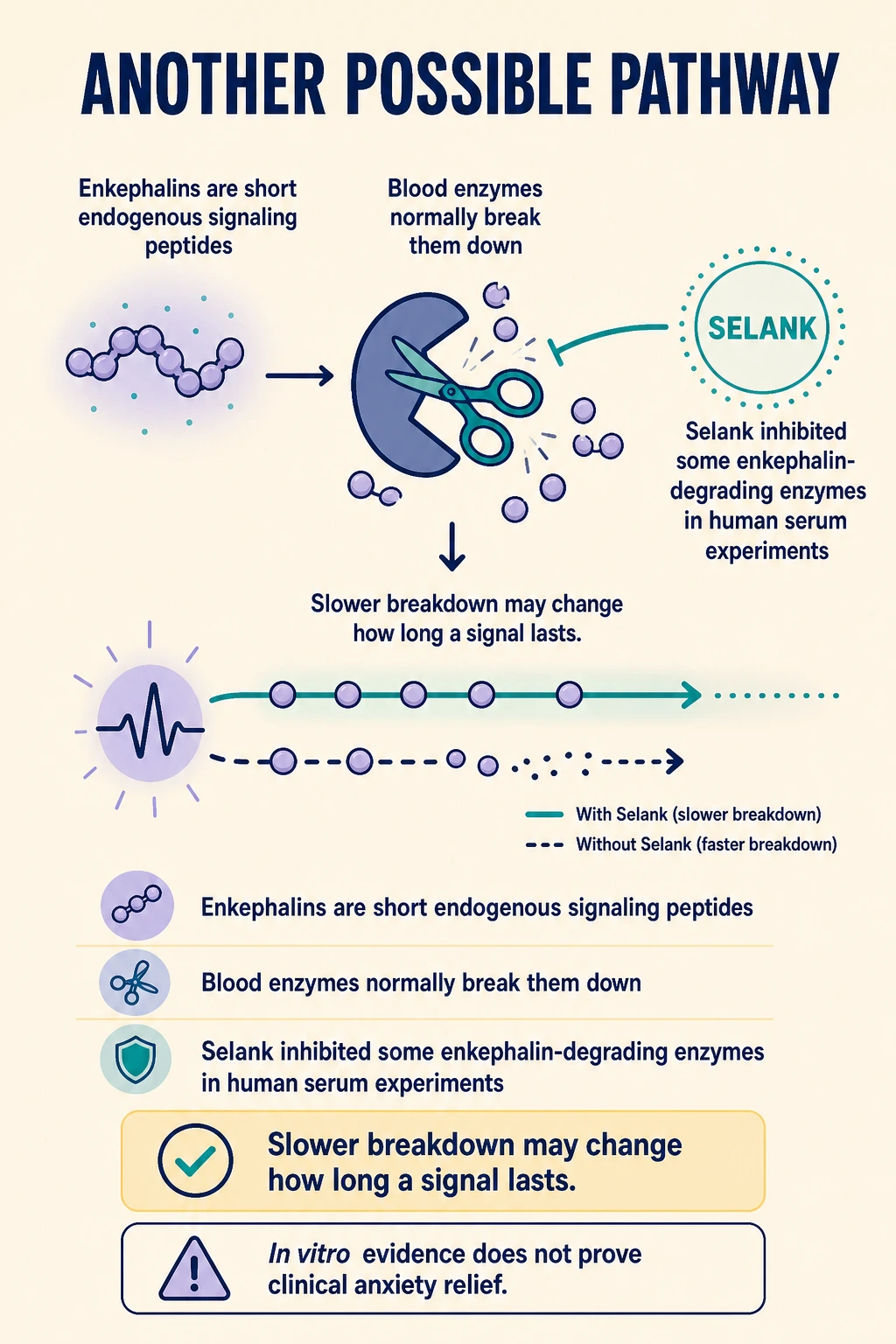 Enkephalin breakdown and signal-duration diagrams in the Selank mechanistic research story.