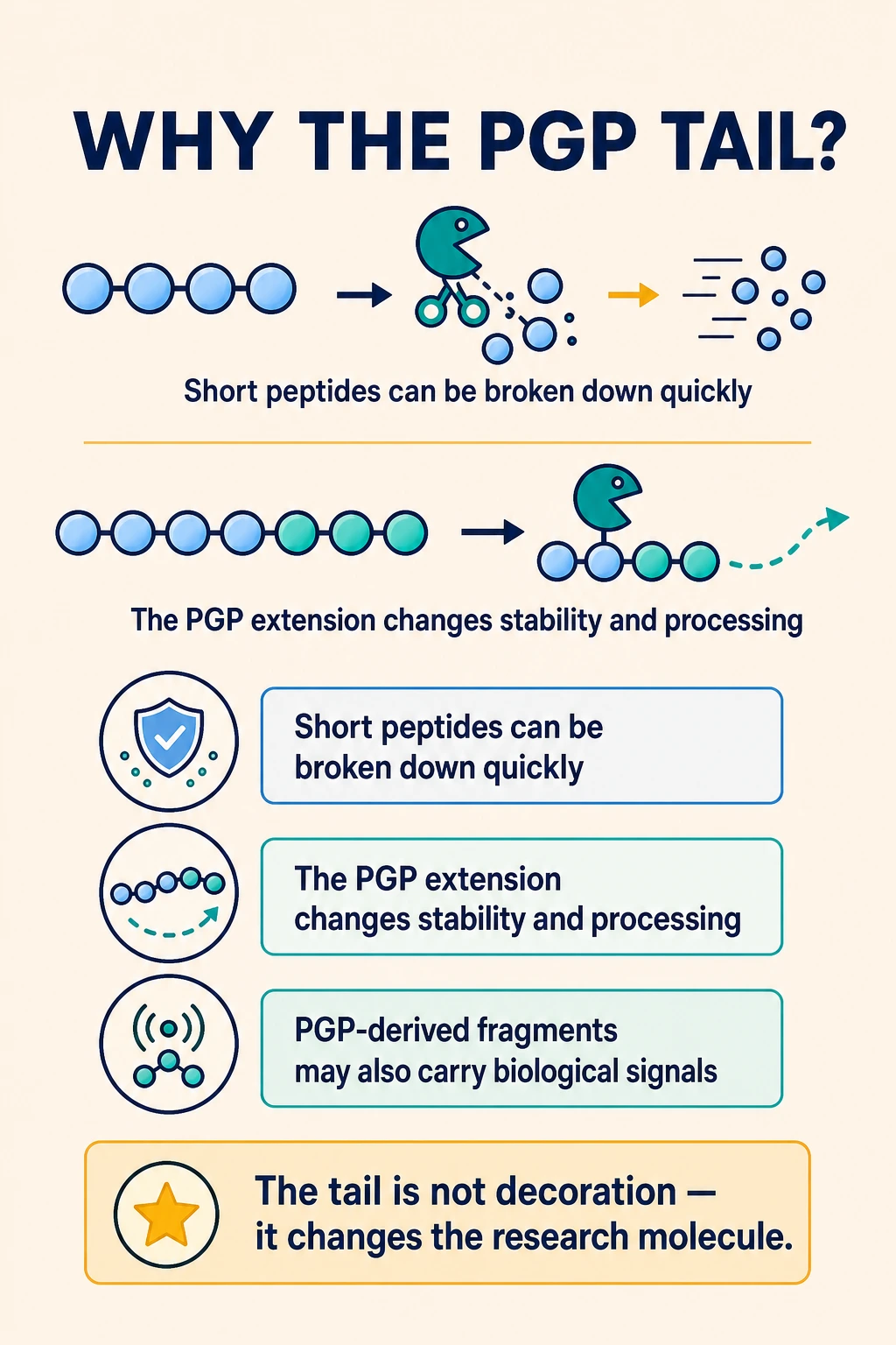 Peptide-breakdown diagrams illustrating the role of the Pro-Gly-Pro tail in the Semax design.